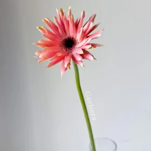 Gerbera
