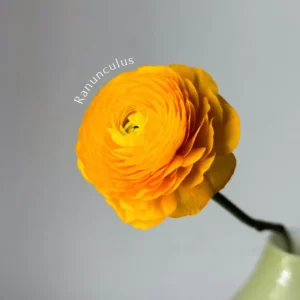 Ranunculus