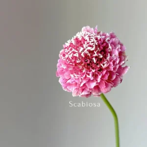 Scabiosa